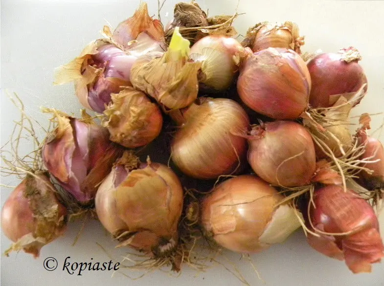 onions from our garden