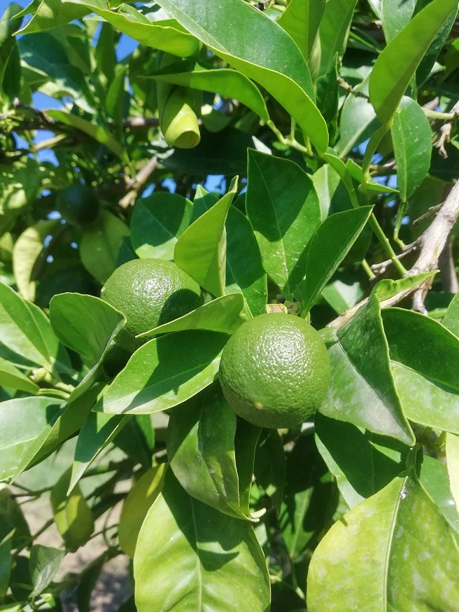 Seville Orange Tree image