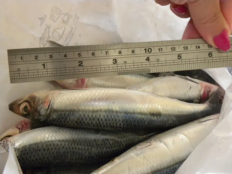 Anchovies length image