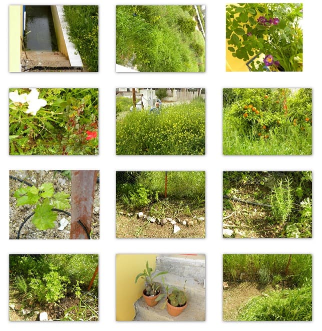 Collage return to Assini April 2014