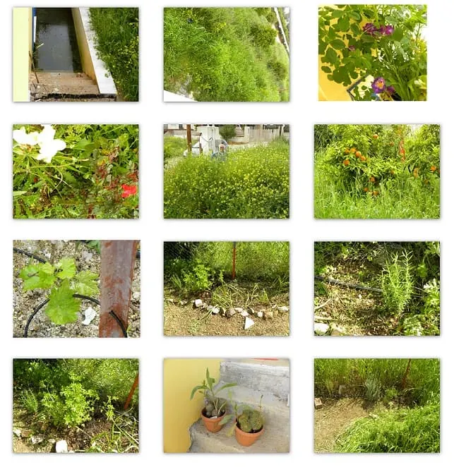 Collage return to Assini April 2014