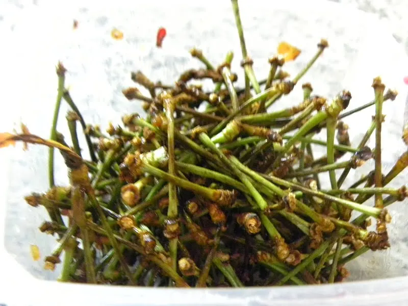 Cherry stems for tea image