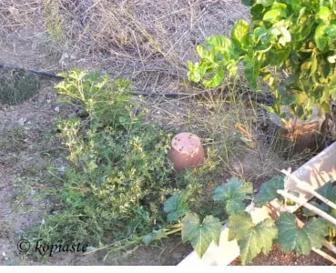 Purslane in garden
