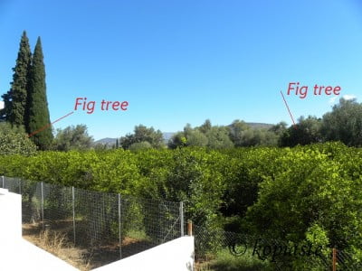 Fig trees