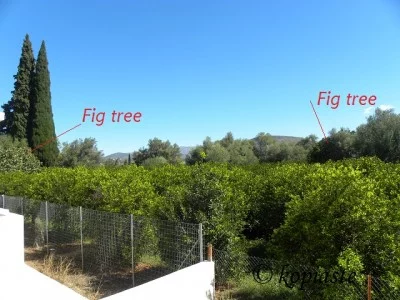Fig trees
