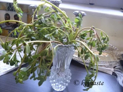 Purslane
