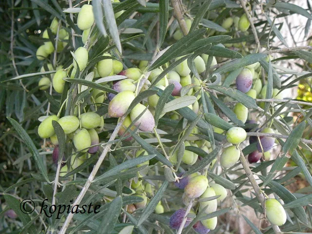 olives