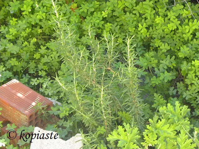 rosemary and scented geranium