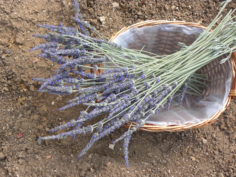 Lavender flowers image