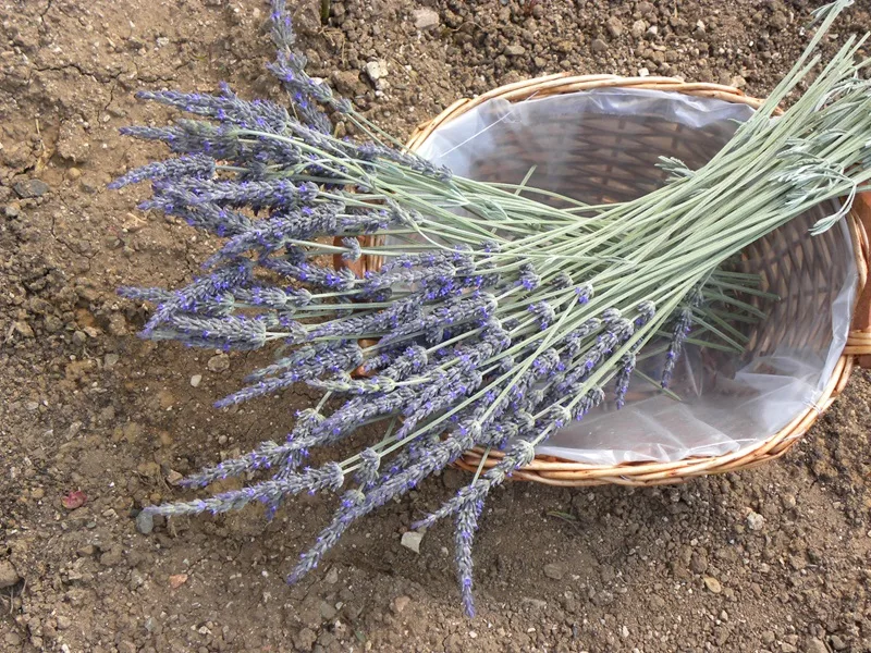 Lavender flowers image