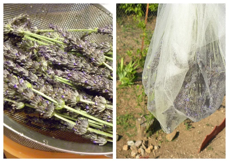 Picking and drying lavender image