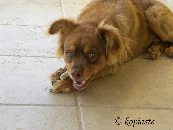 Dias enjoying his bone