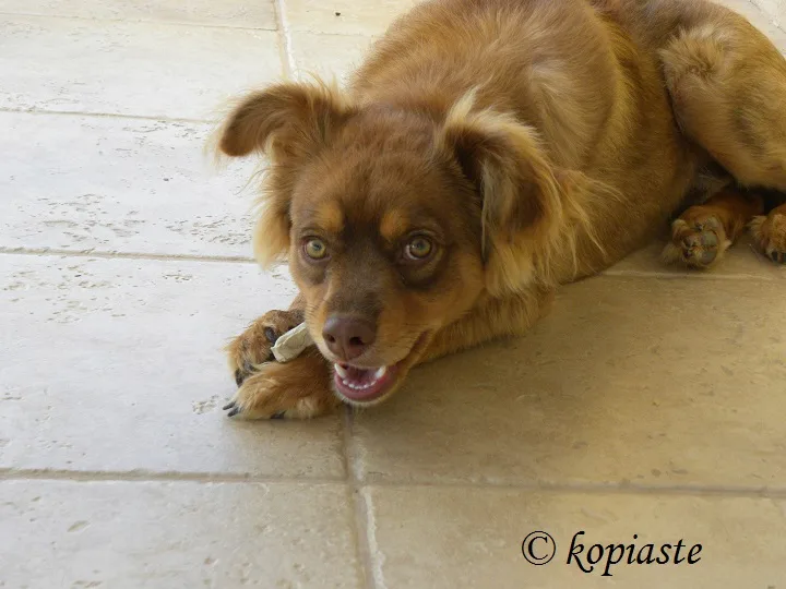 Dias enjoying his bone