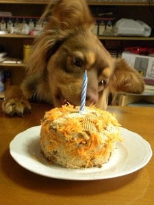 Dias licking the carrot cake