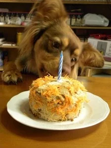 Dias licking the carrot cake