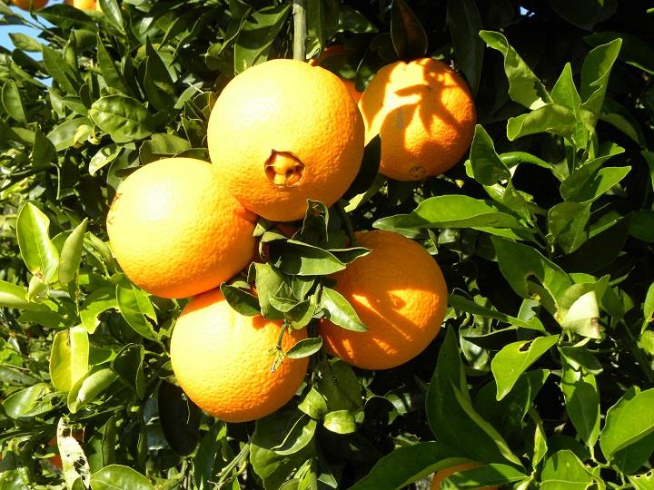 oranges on tree