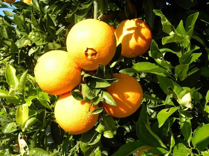 oranges on tree