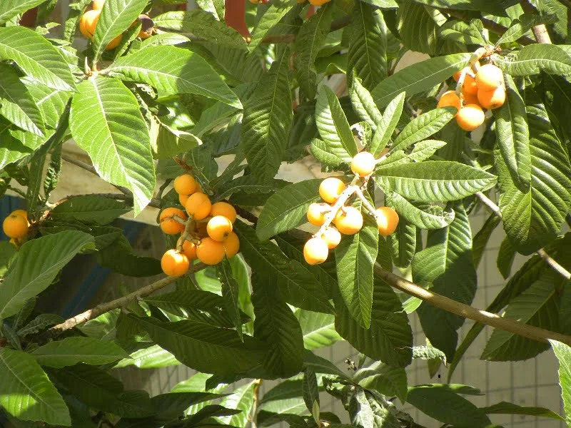 loquat tree image