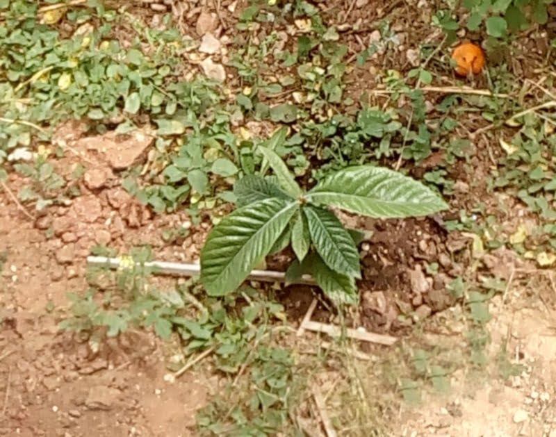 loquat tree in our yard image
