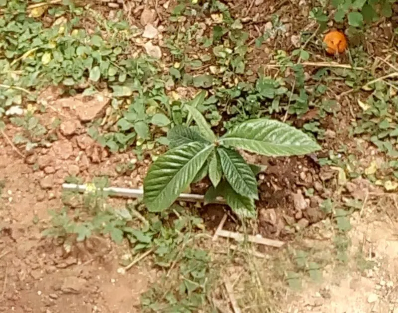 loquat tree in our yard image