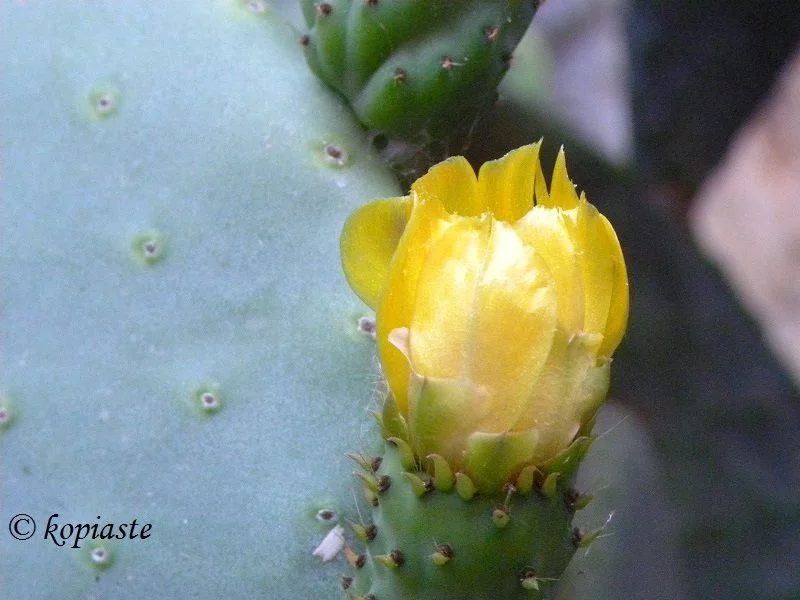 prickly-pears-flower