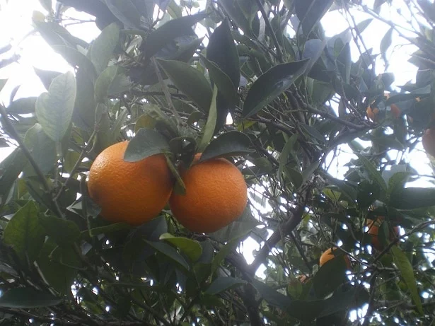 oranges