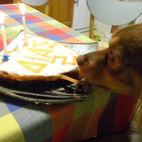 Dias ready to eat his cake image