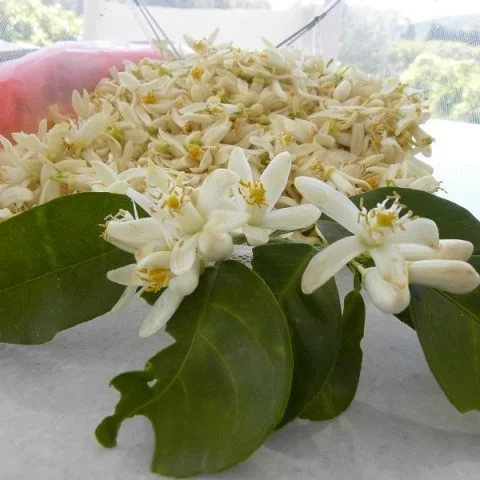 Seville orange flowers image