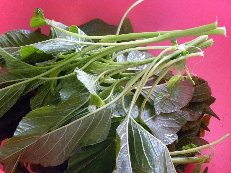 Vlita amaranth greens washed image