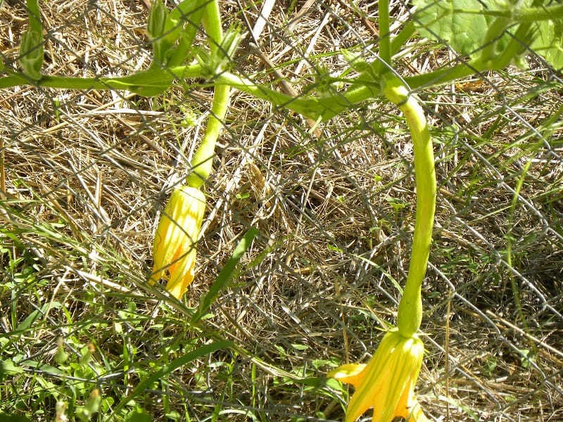 zucchini with flowers in our garden image