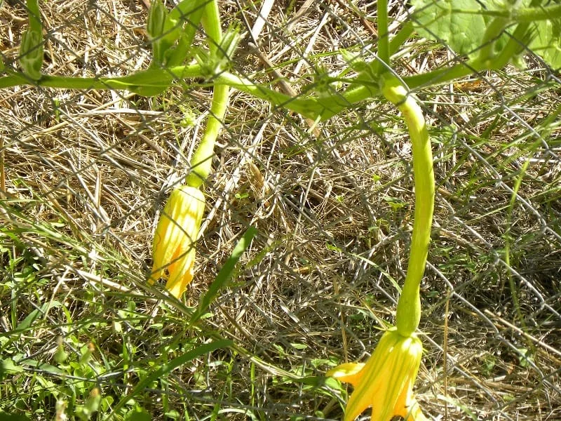 zucchini with flowers in our garden image