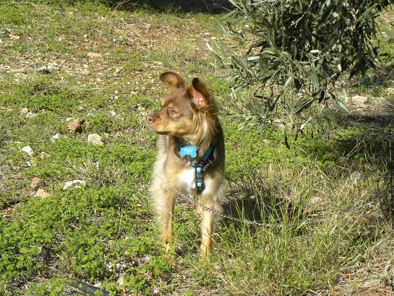 Dias enjoying the view image