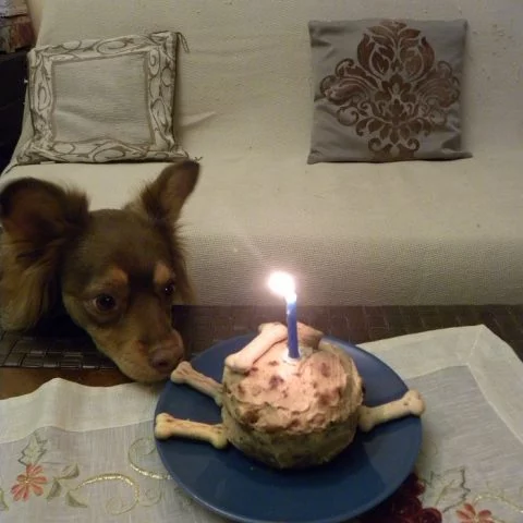 Peanut Butter Greek Yoghurt Carrot and Apple Doggy Cake