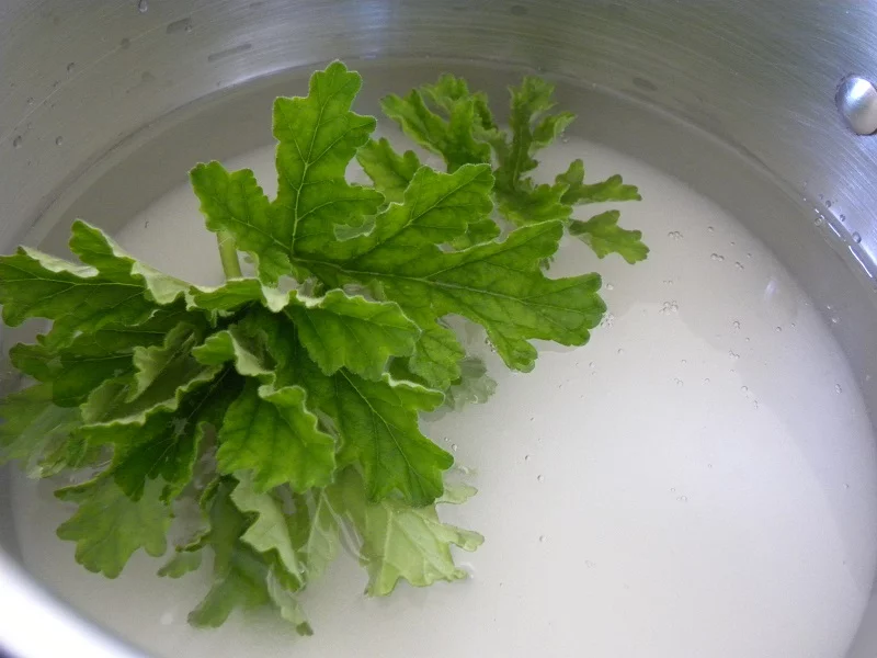 syrup with frangrant geraniums leaves image