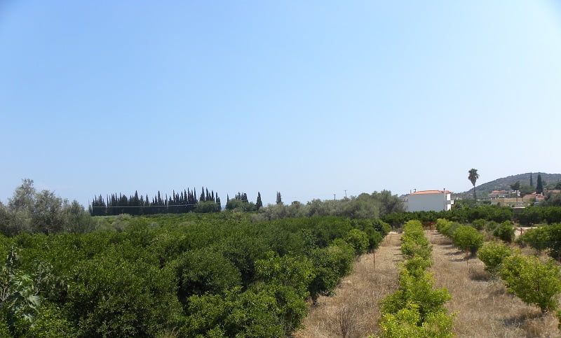 Our plot in Assini before our house was built image