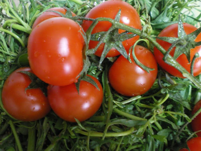 tomatoes image