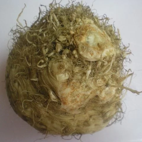 Celeriac-root-image