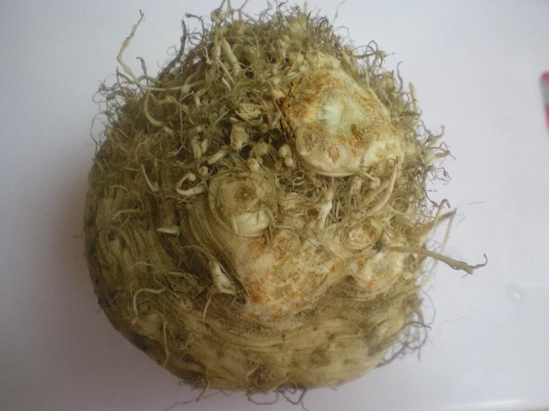 Celeriac-root-image
