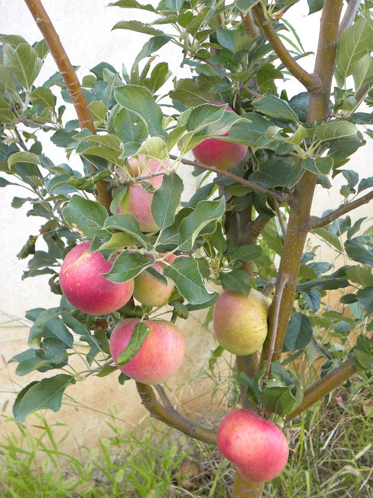apples from our garden 2018 picture