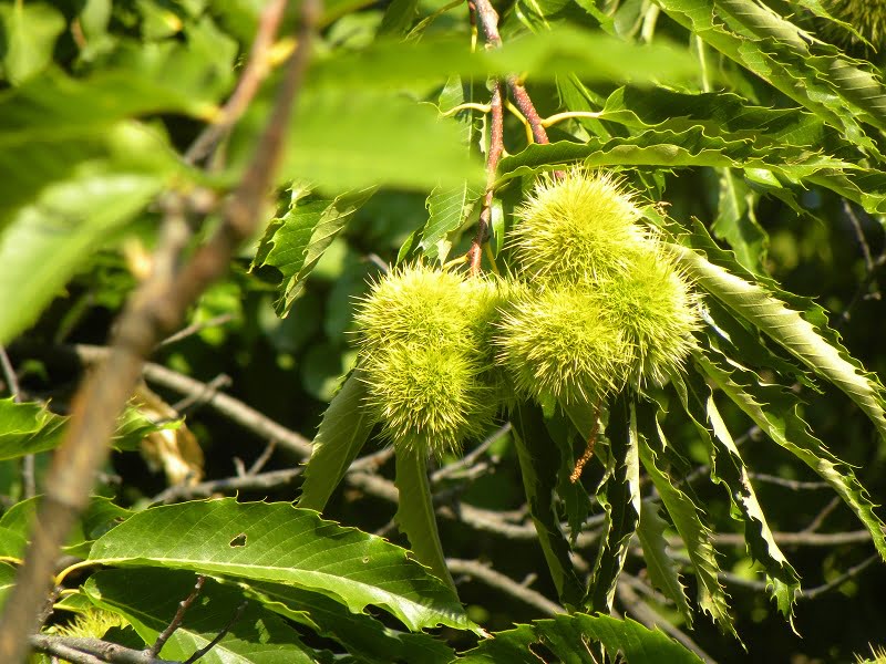 spiny chestnut burrs image