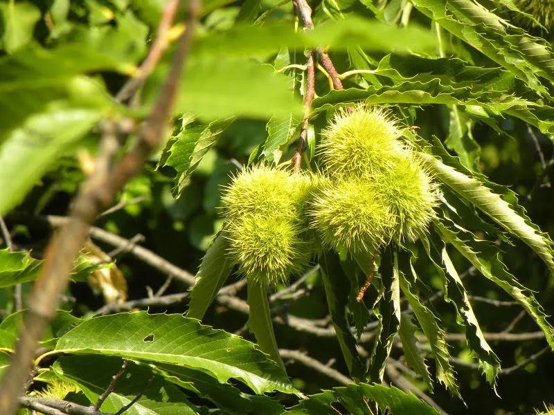 spiny chestnut burrs image