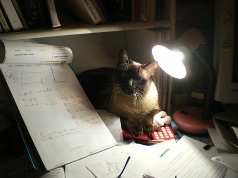 lisa studying image