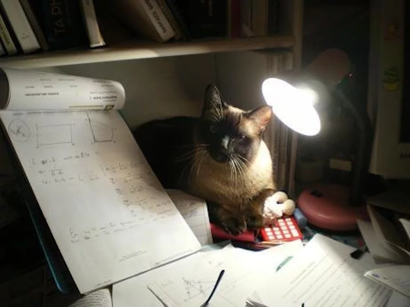 lisa studying image
