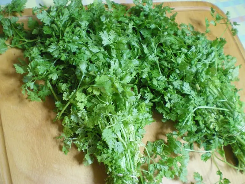 Myronia chervil image