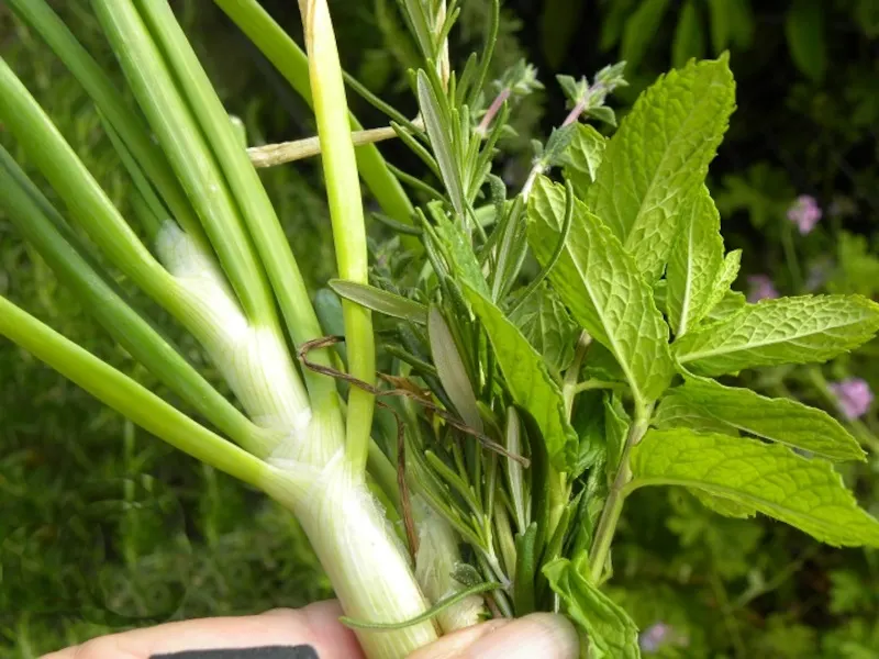 Greek fresh herbs from the garden