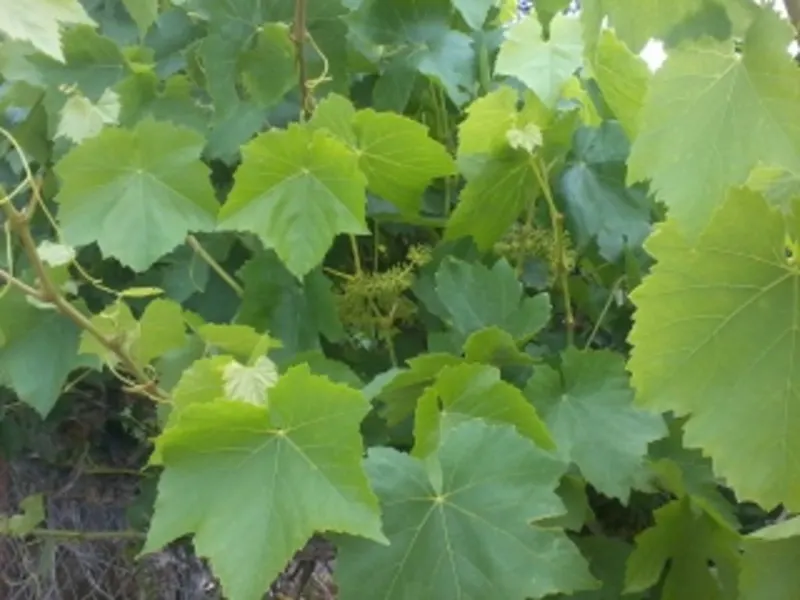 vine leaves image