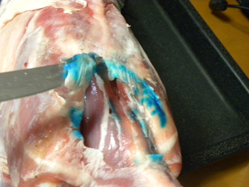 Stamp on the goat or lamb image