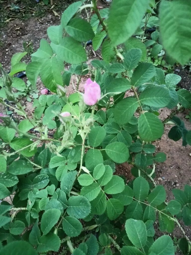 Our rose bush image