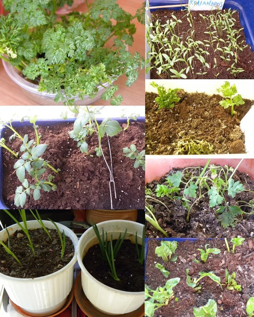 Collage herbs image
