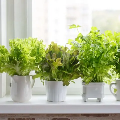 Herbs in pots image